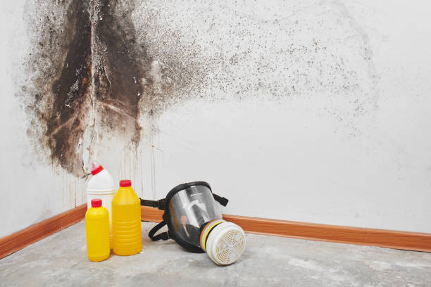 Best Same-Day Mold Removal  in Riverbank, CA
