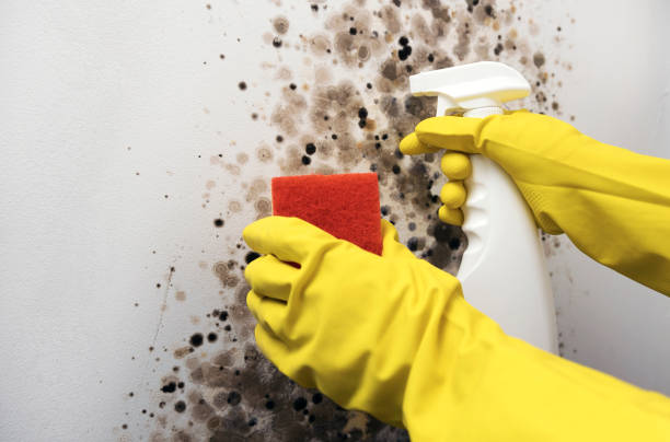Trusted Riverbank, CA Mold Removal Experts