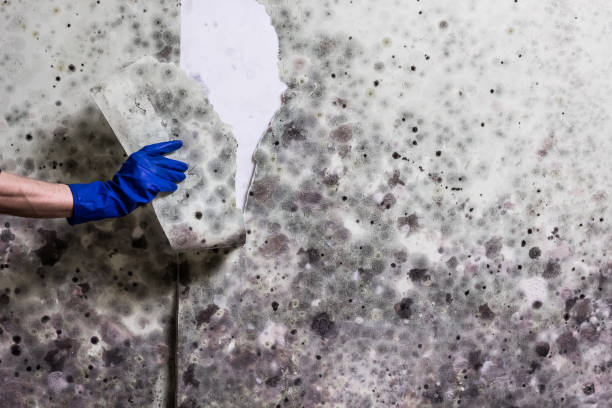 Best Fast Mold Removal  in Riverbank, CA