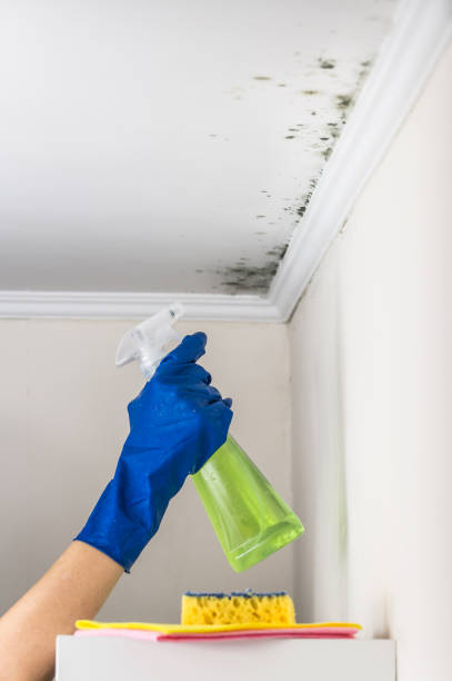 Best Commercial Mold Removal  in Riverbank, CA